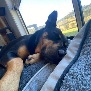 Meet your Posher, Jessie